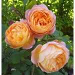 Lady Emma Hamilton / Леді Емма Гамільтон