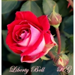 Liberty Bell / Ліберті Белл
