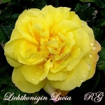 Lichtkonigin Lucia (Лихткёнигин Лючия)