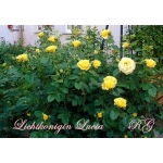 Lichtkonigin Lucia (Лихткёнигин Лючия)