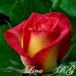 Lina (Лина)