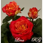 Lina (Лина)