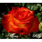 Lina (Лина)