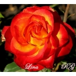 Lina (Лина)
