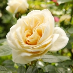 Lions Rose (Ліонз Розе)