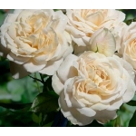 Lions Rose (Ліонз Розе)
