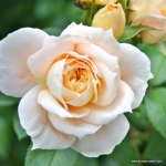 Lions Rose (Ліонз Розе)