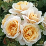 Lions Rose (Ліонз Розе)