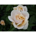 Lions Rose (Ліонз Розе)