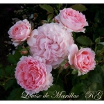 Louise de Morillac (Луис де Морилак) 
