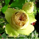 Lovely Green (Лавли Грин)