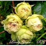 Lovely Green (Лавли Грин)
