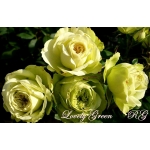 Lovely Green (Лавли Грин)