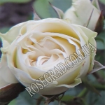 Mini White / Міні біла