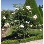Mon Jardin et Ma Maison (Мон Жардэн э Ма Мезон)