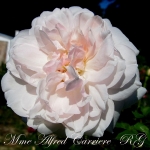 Madame Alfred Carriere (Мадам Альфред Каррье)