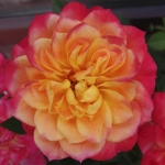 Mandarin / Мандарин