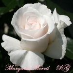 Margaret Merril (Маргарет Меррил)