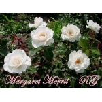 Margaret Merril (Маргарет Меррил)