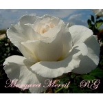 Margaret Merril (Маргарет Меррил)