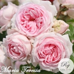 Mariatheresia / Марія Терезія