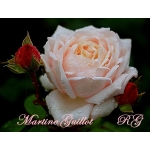 Martine Guillot (Мартин Гийо)