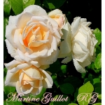 Martine Guillot (Мартин Гийо)