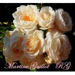 Martine Guillot (Мартин Гийо)