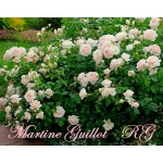 Martine Guillot (Мартин Гийо)