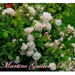 Martine Guillot (Мартин Гийо)