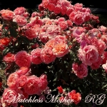 Matchless Mother (Мачлес Матер)