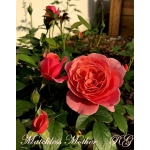 Matchless Mother (Мачлес Матер)