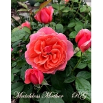 Matchless Mother (Мачлес Матер)