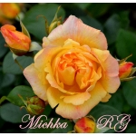 Michka (Мічка)