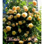 Michka (Мічка)
