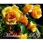 Michka (Мічка)