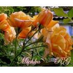 Michka (Мічка)
