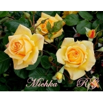 Michka (Мічка)
