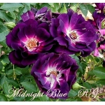 Midnight Blue / Міднайт Блю