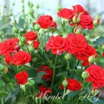 Mirabel / Мірабель