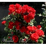 Mirabel / Мірабель