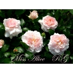 Miss Alice / Міс Еліс
