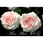 Miss Alice / Міс Еліс