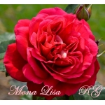 Mona Lisa (Мона Лиза)
