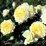 Nadia Meillandecor (Надя Мейяндекор)