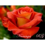 Naranga (Наранга)