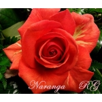 Naranga (Наранга)