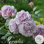 Novalis (Новаліс)