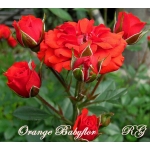 Orange Babyflor / Оранж Бебіфлор