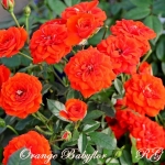 Orange Babyflor / Оранж Бебіфлор